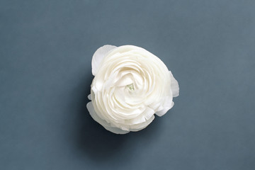 Cream ranunculus flower on a grey  background