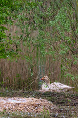 goose behind its nest in the woods, nature background. Selective focus