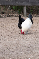 Closeup of black and white rooster crowing and view of profile, selective focus