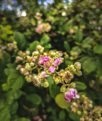 Beautiful white flowers on the field