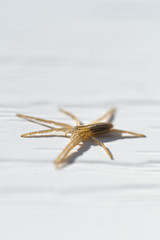 Tibellus oblongus - a running crab spider with a long abdomen on bright white background. Macro closeup view