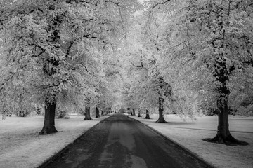 Avenue of Lime Trees in Infrared