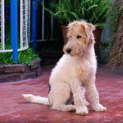 fox terrier pupy