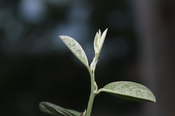 Flower leaf