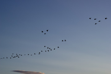 Flock of Birds In Flight