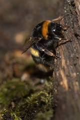 Bumble bee searching for food