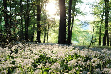 Wild Garlic growing in a woodland 