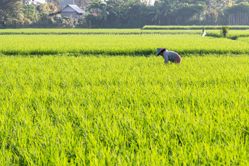 Rural landscape of Bali with palm trees and rice fields and farmers