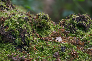 Closeup view of lichen growing