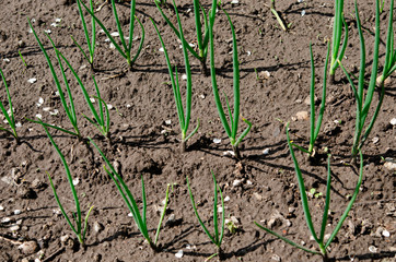 A young green onion grows on a garden in an open-air garden. Garden works