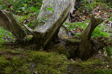 Moss growing by the roots of a fallen tree