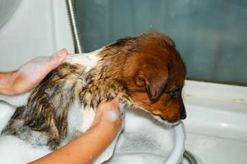 Jack Russell dog taking a bath in a bathtub