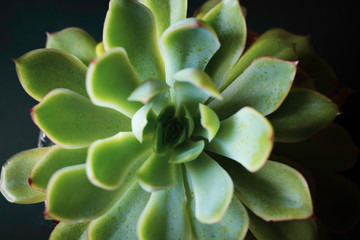 Succulent Plant in Close-Up