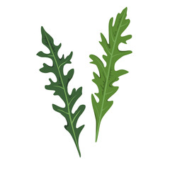 Two fresh arugula or garden rocket leaves. Natural greenery ingredient. Culinary herb. Flat vector design