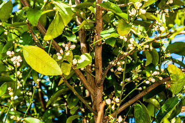 In the spring gardens of Cyprus, flowering trees and ornamental shrubs contrast with lemon, grapefruit and orange trees hung with ripe fruit.       