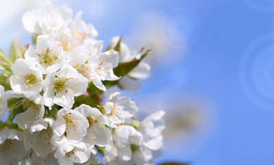 Branches of blossoming cherry with soft focus .
