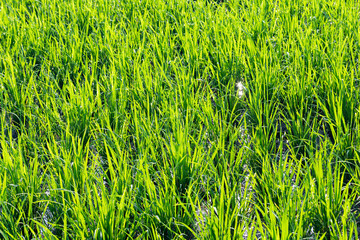 Bali Rural Landscape with Rice Terrace