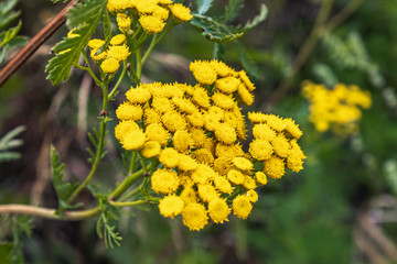 Tansy, ordinary tansy, bitter buttons, bitter cow, wormwood or golden buttons on a background of green grass.