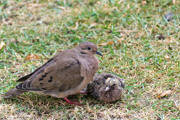 bird in the grass taking care of baby