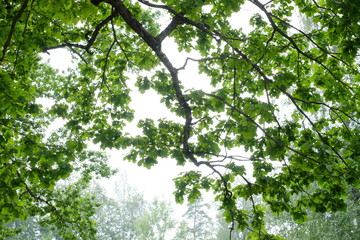 Fototapeta premium A close up of the oak tree branches with lush foliage. Backlight.