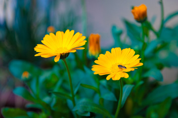 Pot marigold