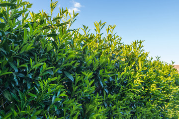 Kirschlorbeer als Hecke - Sichtschutz mit Lorbeerkirsche
