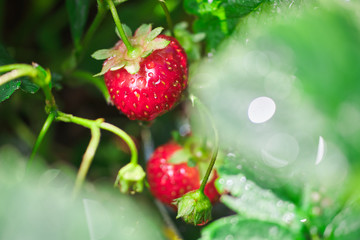 juicy red strawberries. natural fresh berry in the garden