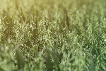 Green organic oat crop plantation field