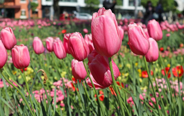 Pink tulips in the city park spring time