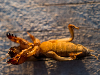 Mole cricket Gryllotalpinae is dangerous pest of root system of vegetables that lives underground and gnaws holes in ground. Great bait for fishing. first number for catching catfish