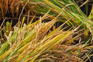 Organic rice Thai jasmine rice in field the favorite meal of Thailand. The famous agriculture product Thailand