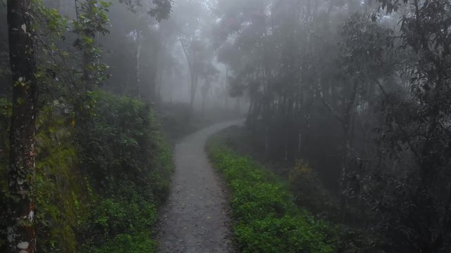 4k Aerial Low Angle Dolly Forward Shot of a Dark Eerie Rain Forest with trees covered in Fog