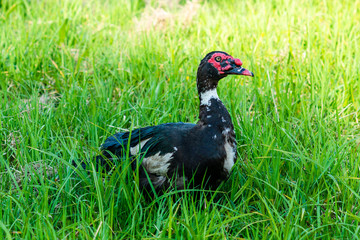 Big fat muscovy duck standing on green grass and watching carefully