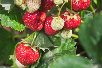 fresh red and green bush strawberries in the garden