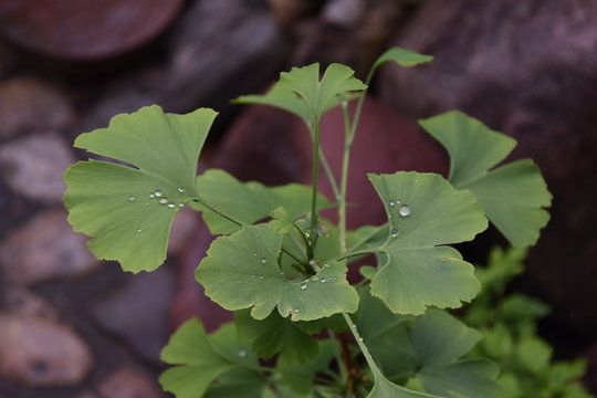 Ginkgo