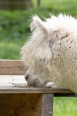 White Alpaca, a white alpaca in a green meadow. eats chunks. Selective focus on the head of the alpaca, photo of head