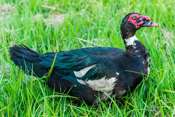 Big fat muscovy duck standing on green grass and watching carefully