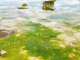 干潮時に浮遊するわかめ