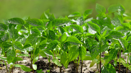 Close-up of sweet pepper seedlings in the soil