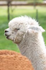 Obraz premium White Alpaca, a white alpaca in a green meadow. Selective focus on the head of the alpaca, photo of head