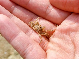 コメツキガニ　スナガニ科