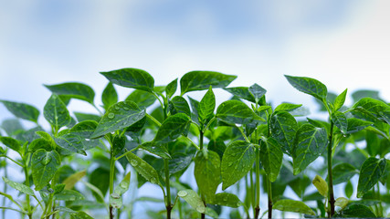 Sweet pepper seedlings on sky background