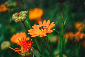 bee sitting on a yellow flower