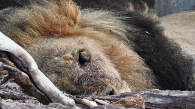 Battle Scarred Old Male Lion Laid Down Resting 