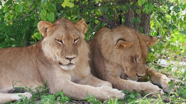 Close Up Two Young Male Lions Sheltering Beneath a Tree, Botswana 