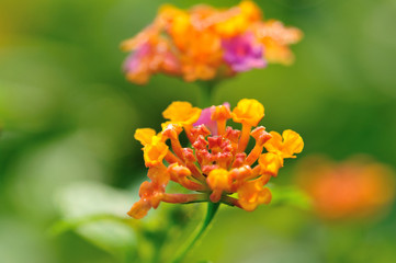 Beautiful little yellow and pink lantana camara flowers blooming in spring