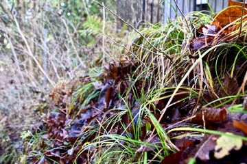 The weeds in winter