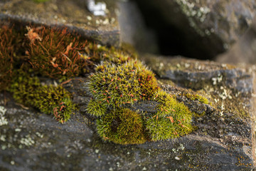 Green moss growing on the stone