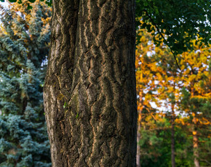 Moody landscape shot show us the spring and autumun altogether