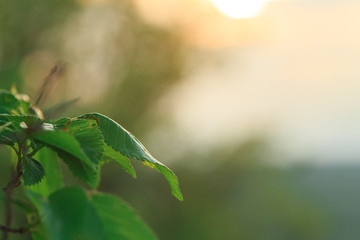 Green leaves on a background of sunset or sunrise